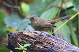 White-bellied Redstartborder=